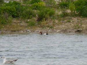 95-25-nette-rousse-male