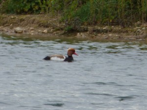 95-26-nette-rousse-male