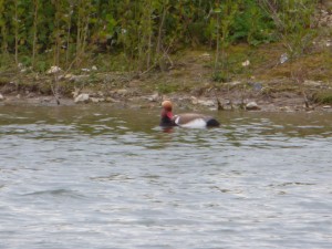 95-28-nette-rousse-male