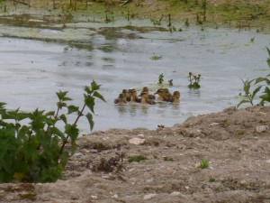 95-29-famille-colvert