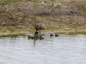 95-30-famille-colvert