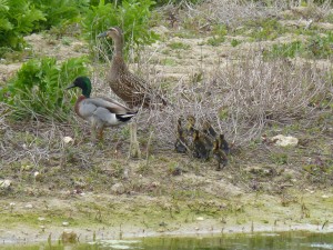 95-31-famille-colvert