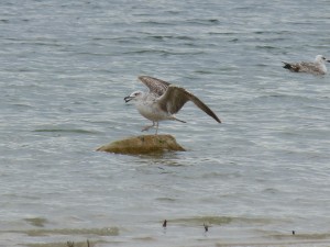 95-33-un-jeune-goeland