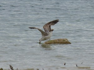 95-35-un-jeune-goeland