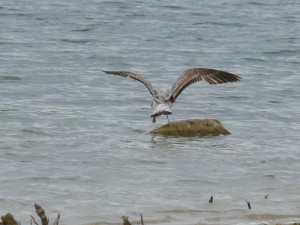 95-36-un-jeune-goeland