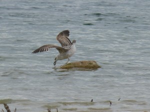 95-38-un-jeune-goeland