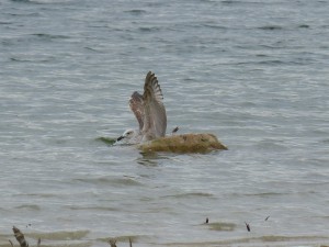 95-39-un-jeune-goeland