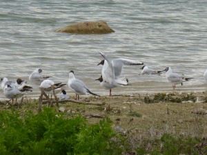 95-57-mouettes-qui-saccouplent