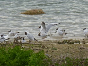 95-58-mouettes-qui-saccouplent