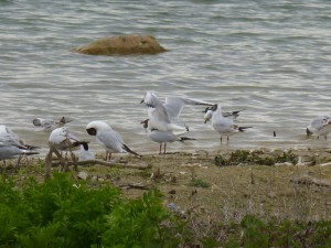 95-59-mouettes-qui-saccouplent