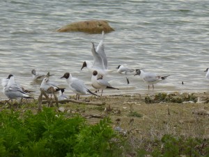 95-60-mouettes-qui-saccouplent