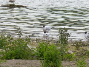 95-68-mouettes-qui-saccouplent