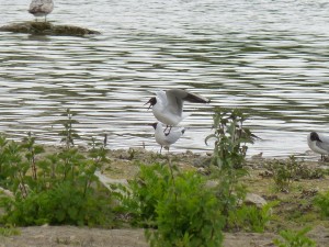 95-69-mouettes-qui-saccouplent