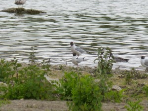 95-70-mouettes-qui-saccouplent