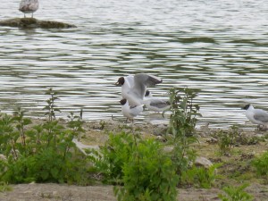 95-71-mouettes-qui-saccouplent