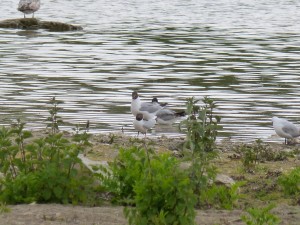 95-72-mouettes-qui-saccouplent