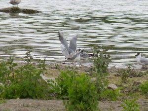 95-73-mouettes-qui-saccouplent