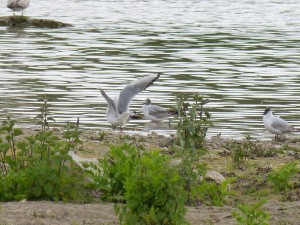 95-74-mouettes-qui-saccouplent