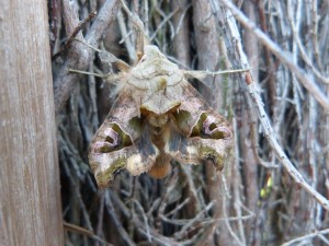 95-87-un-papillon