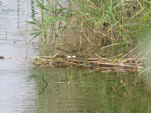 96-32-le-nid-et-les-oeufs