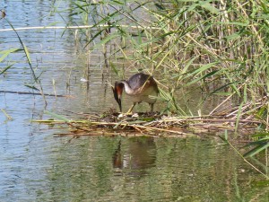 96-35-grebu-sur-son-nid