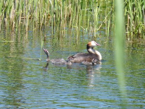 96-56-une-famille-de-grebus