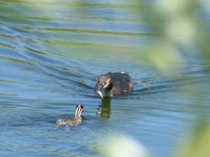 96-58-un-poisson