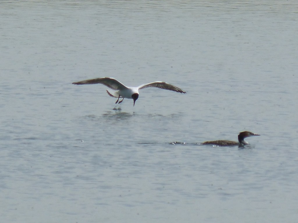 96-69-la-mouette-myope