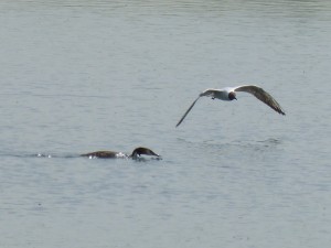 96-71-la-mouette-myope