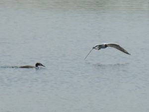96-72-la-mouette-myope