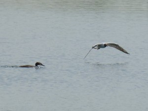 96-72-la-mouette-myope