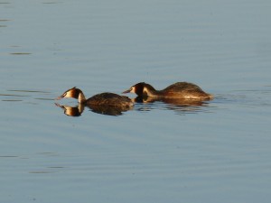 96-77-un-couple-qui-gronde