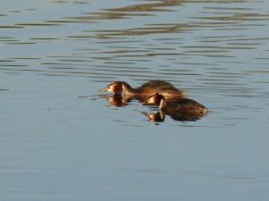 96-78-un-couple-qui-gronde