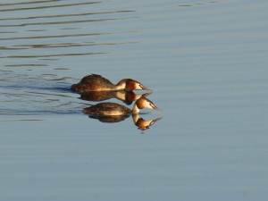 96-79-un-autre-couple-qui-gronde