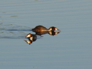 96-80-un-autre-couple-qui-gronde