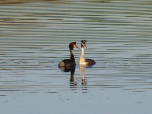 96-88-parade-couple-1