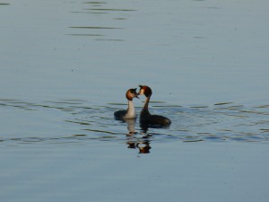 96-92-parade-couple-2