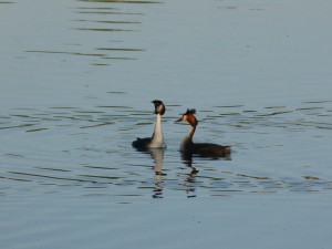 96-96-parade-couple-2