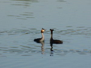 96-99-parade-couple-2