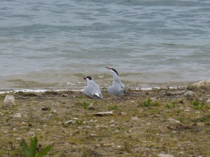 97-31-un-poisson