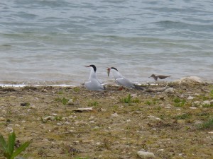 97-35-un-poisson