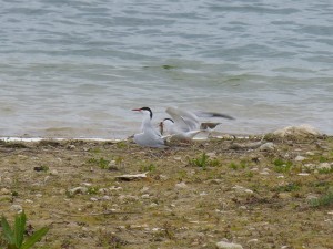 97-36-un-poisson