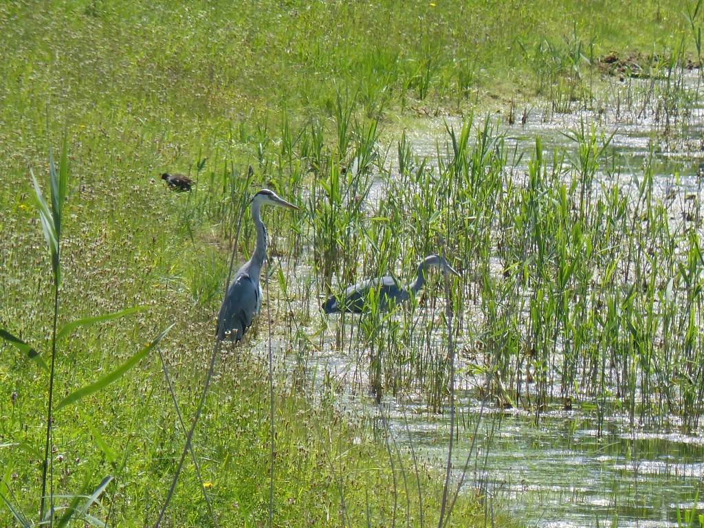 99-01-deux-herons