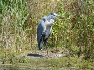 99-21-un-heron-cendre