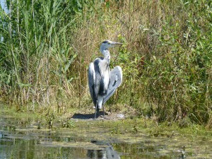 99-22-un-heron-cendre