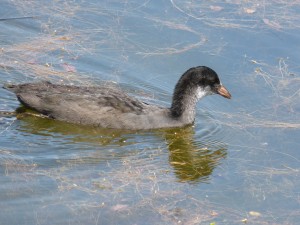 99-25-une-foulque-ado