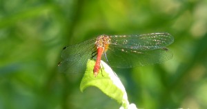 99-27-sympetrum-sanguin