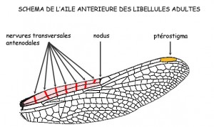 dessin-nervure1