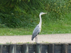 100-12-un-heron-cendre