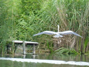 100-13-un-heron-cendre